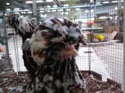 IMG_20181117_124146596